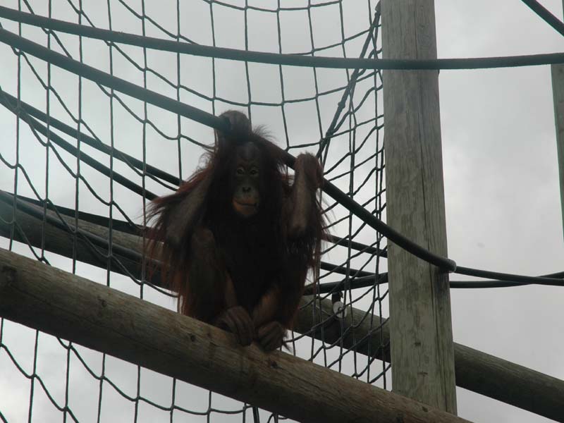 [MONKEY WORLD 6SEPT2009 025.jpg]